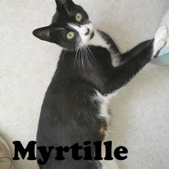 Photo de Myrtille