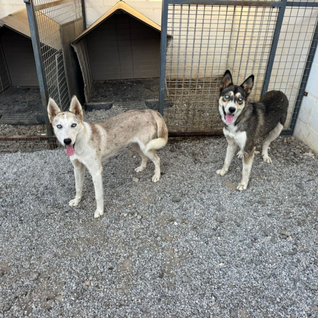 Photo de SNOW ET NOVA