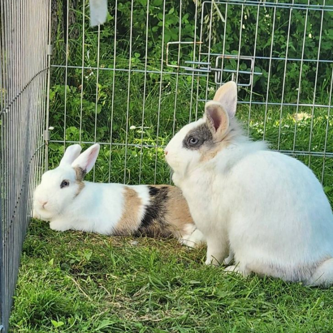 Photo de Lila et Pampa 