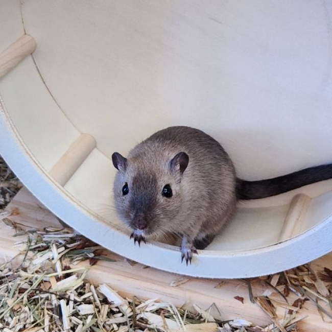 Photo de Les gerbilles Grisouille Brittany et Noisette 