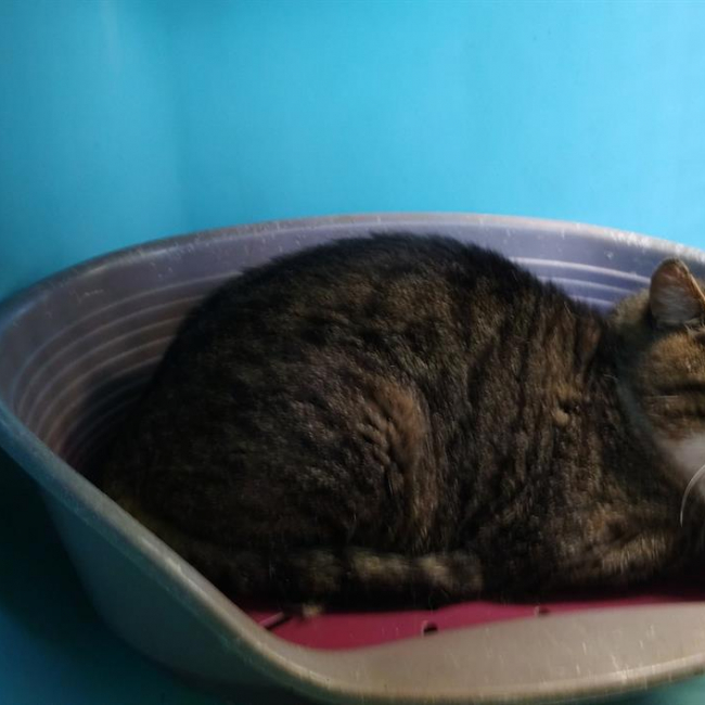 Photo de Hypnomade minouche