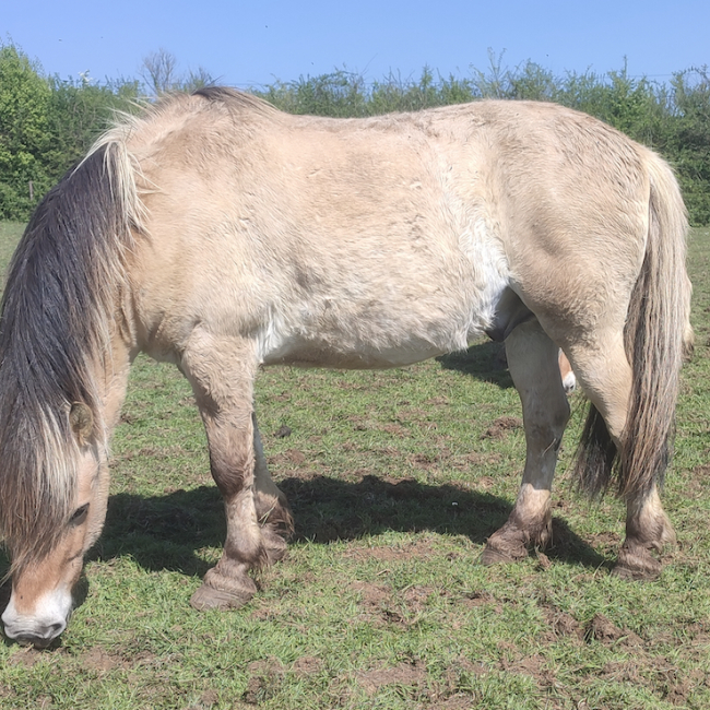 Photo de Ratus du sevard