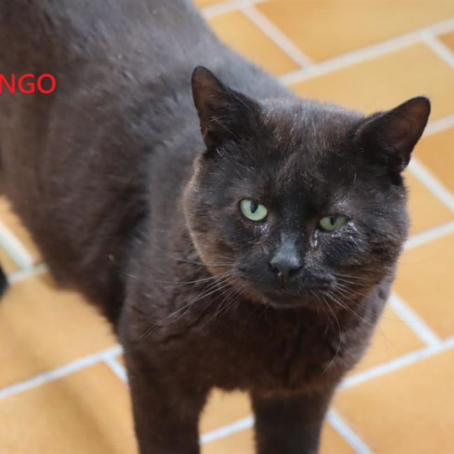 Photo de Tango