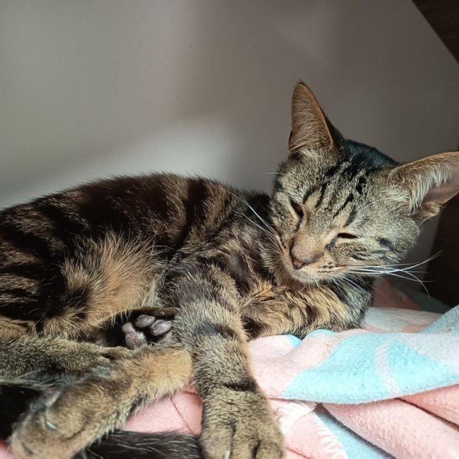 Photo de Matoupoulpe