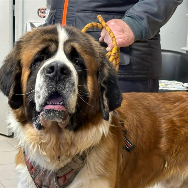 Photo de Snow - sirius