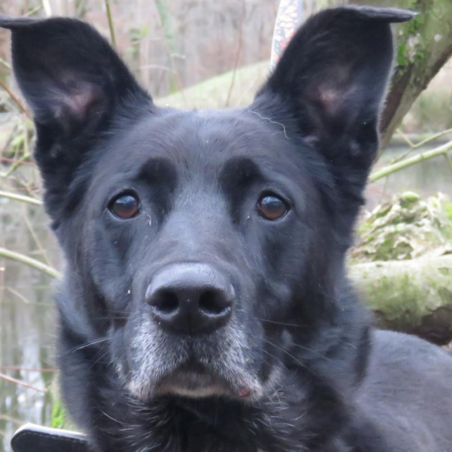 Photo de Svart dit charly