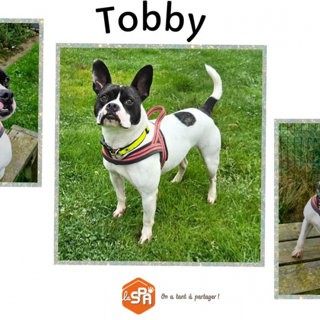 Photo de Tobby