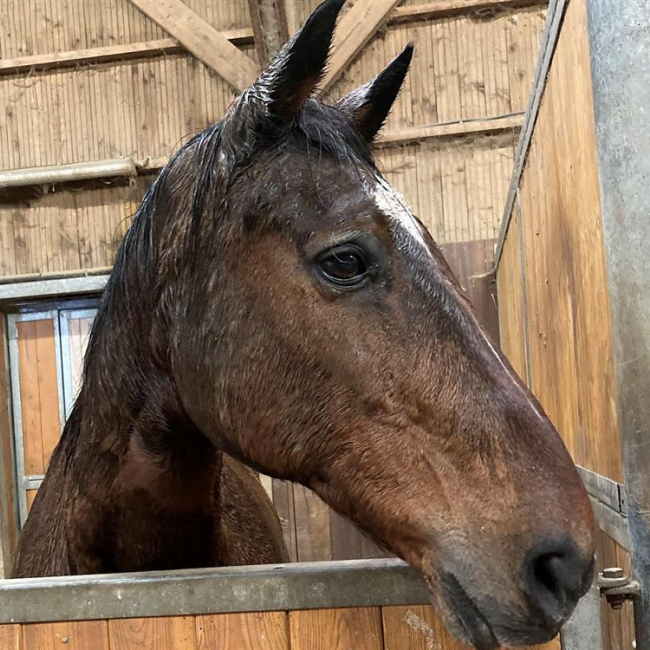 Photo de Ideal du hamel