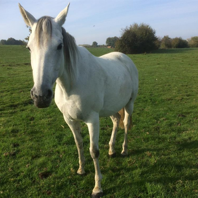 Photo de Carline d'orthe