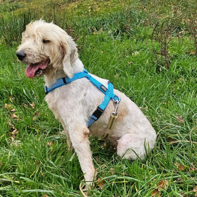 Photo de Toska dit toupie