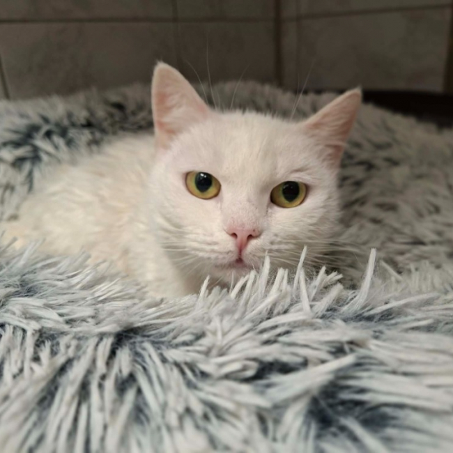 Photo de Blanche neige