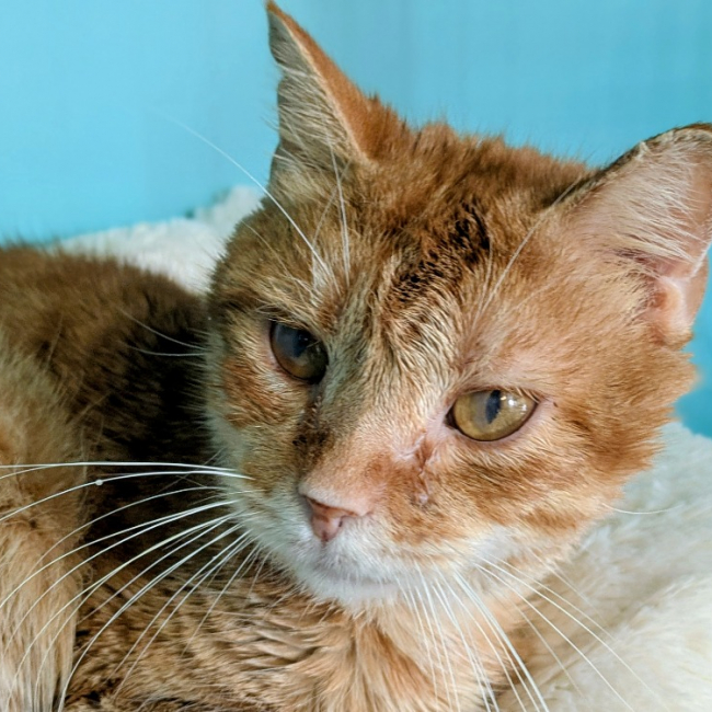 Photo de Toulki recherche fr ou adoption