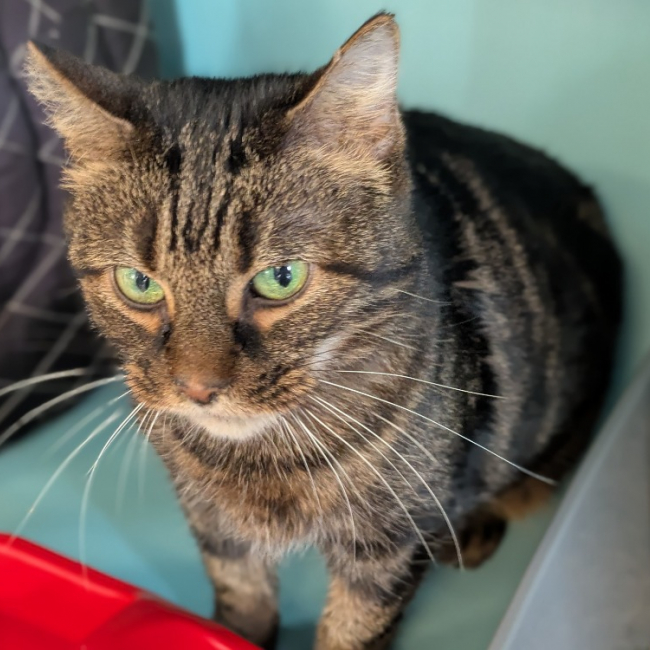 Photo de Chataigne bilan sanguin