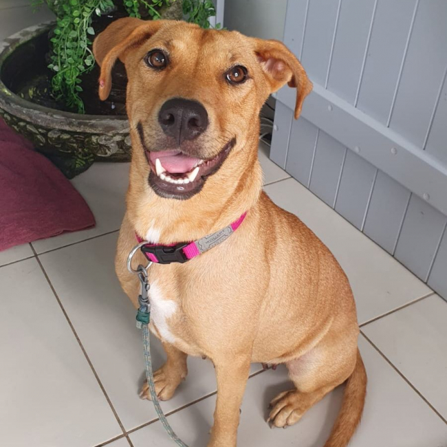 Photo de BULMA, Femelle junior Berger Créole