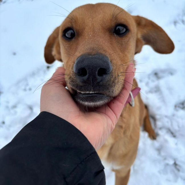 Photo de CHOUPY, Mâle berger créole junior