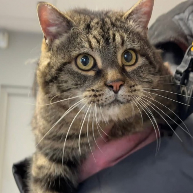 Photo de Minou/moustique