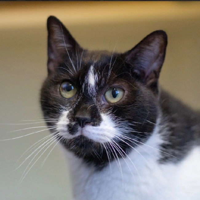 Photo de Jimi hendrix