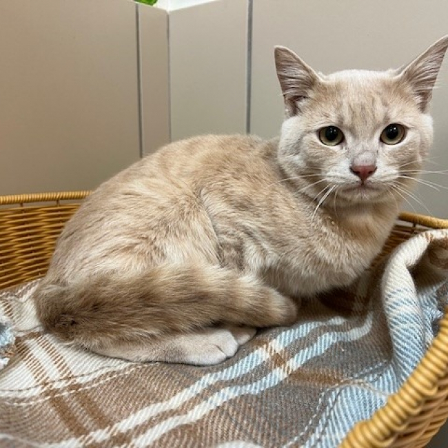 Photo de Pepito réservé