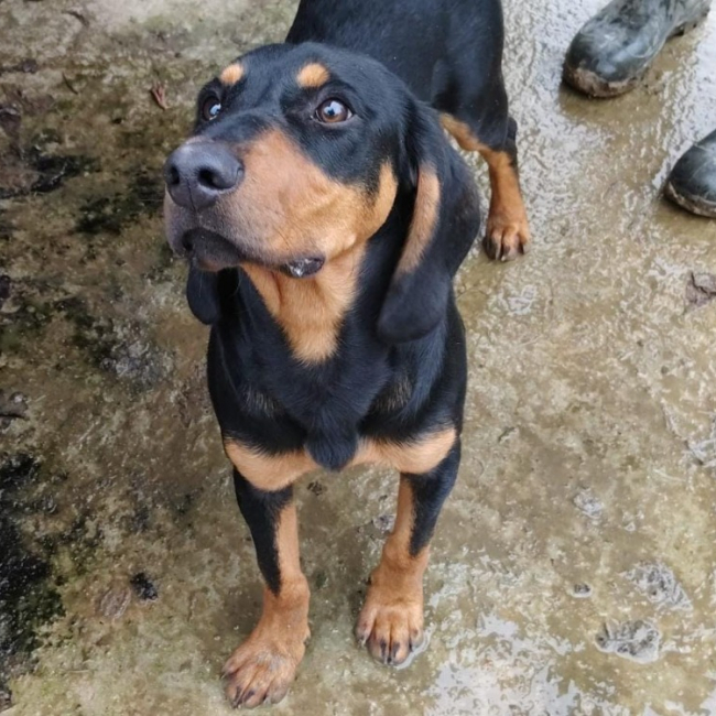 Photo de Buggy réservé