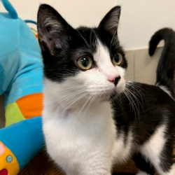 Photo de Fripouille réservéé