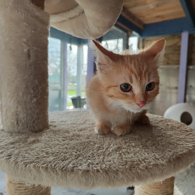 Photo de Rapido réservé