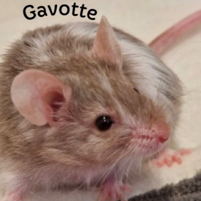 Photo de Gavotte
