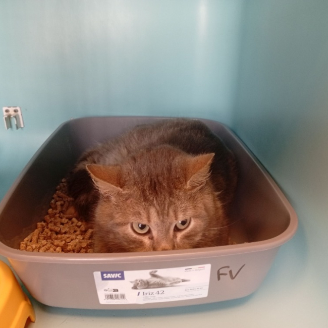 Photo de Jinx test calici