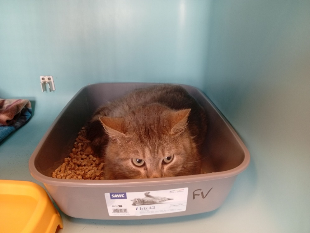 Photo de Jinx test calici