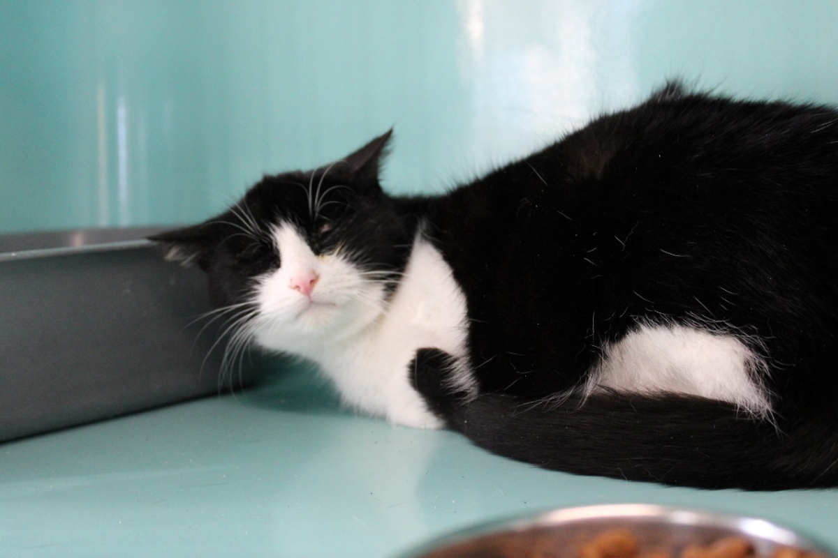 Photo #2 de Cochonou