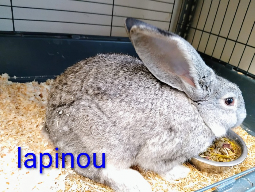 Photo de Lapinou