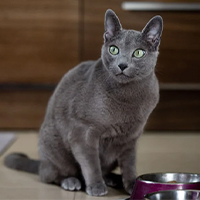 Bleu russe à adopter