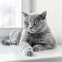 British Shorthair à adopter