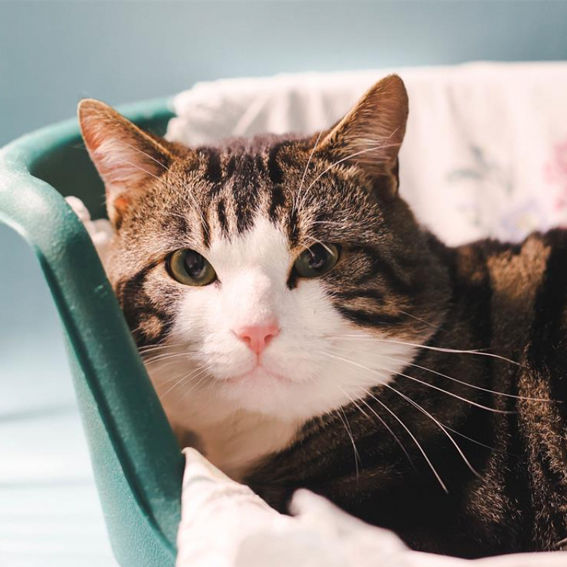 Chat adulte à adopter