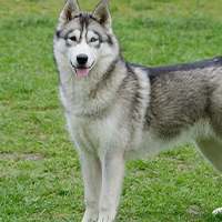 Husky de Sibérie à adopter