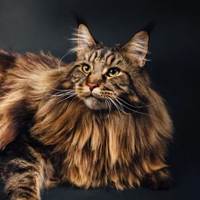 Maine Coon à adopter
